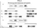 Fig. 15 - TUMOR NEOANTIGENIC PEPTIDES AND USES THEREOF