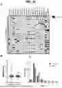 Fig. 22 - TUMOR NEOANTIGENIC PEPTIDES AND USES THEREOF