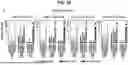 Fig. 24 - TUMOR NEOANTIGENIC PEPTIDES AND USES THEREOF