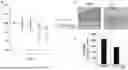 Fig. 01 - PHARMACEUTICAL COMPOSITION FOR TREATING OR PREVENTING T CELL-RELATED DISORDERS