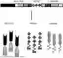 Fig. 01 - COMBINATION THERAPIES COMPRISING FUNCTIONAL COMPONENTS OF PD-1 SWITCH RECEPTOR AND FAS DOMINANT NEGATIVE RECEPTOR