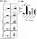 Fig. 20 - COMBINATION THERAPIES COMPRISING FUNCTIONAL COMPONENTS OF PD-1 SWITCH RECEPTOR AND FAS DOMINANT NEGATIVE RECEPTOR