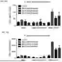 Fig. 20 - COMPOSITIONS AND METHODS FOR TARGETING CD13 AND TIM-3 WITH CAR T CELLS TO TREAT ACUTE MYELOID LEUKEMIA