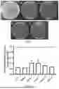 Fig. 02 - PROBIOTIC AND USE THEREOF