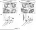 Fig. 08 - PROBIOTIC AND USE THEREOF