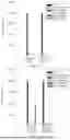 Fig. 10 - LACTOBACILLUS PLANTARUM, LACTIC ACID BACTERIA COMPOSITION AND USE THEREOF FOR TREATING AND/OR PREVENTING HEAVY METAL RELATED DISEASES