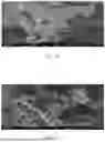 Fig. 11 - LACTOBACILLUS PLANTARUM, LACTIC ACID BACTERIA COMPOSITION AND USE THEREOF FOR TREATING AND/OR PREVENTING HEAVY METAL RELATED DISEASES