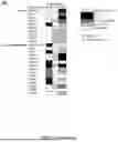 Fig. 04 - POLYVALENT BACTERIOPHAGE COMPOSITIONS AND METHODS FOR TREATMENT OF BACTERIAL INFECTIONS