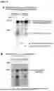 Fig. 07 - Yeast Platform for the Production of Vaccines