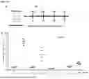 Fig. 08 - Yeast Platform for the Production of Vaccines