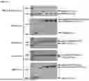 Fig. 09 - Yeast Platform for the Production of Vaccines