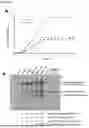 Fig. 10 - Yeast Platform for the Production of Vaccines