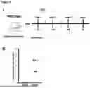 Fig. 23 - Yeast Platform for the Production of Vaccines