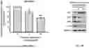 Fig. 03 - Pharmaceutical Composition for Promoting Neurogenesis and Method of Utilizing Gastrodia Elata Extract or Adenosine Analog for Promoting Neurogenesis