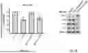 Fig. 04 - Pharmaceutical Composition for Promoting Neurogenesis and Method of Utilizing Gastrodia Elata Extract or Adenosine Analog for Promoting Neurogenesis