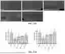 Fig. 12 - Pharmaceutical Composition for Promoting Neurogenesis and Method of Utilizing Gastrodia Elata Extract or Adenosine Analog for Promoting Neurogenesis