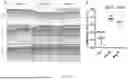 Fig. 13 - POLYPEPTIDES HAVING ANTI-INFLAMMATORY EFFECTS AND USES THEREOF