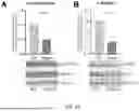 Fig. 25 - POLYPEPTIDES HAVING ANTI-INFLAMMATORY EFFECTS AND USES THEREOF