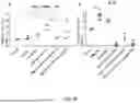 Fig. 30 - POLYPEPTIDES HAVING ANTI-INFLAMMATORY EFFECTS AND USES THEREOF