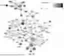 Fig. 31 - POLYPEPTIDES HAVING ANTI-INFLAMMATORY EFFECTS AND USES THEREOF