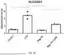 Fig. 36 - POLYPEPTIDES HAVING ANTI-INFLAMMATORY EFFECTS AND USES THEREOF