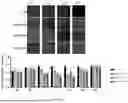 Fig. 12 - METHODS FOR TREATING CATARACTS USING POLYPEPTIDES