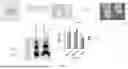 Fig. 16 - METHODS FOR TREATING CATARACTS USING POLYPEPTIDES