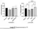 Fig. 05 - PHARMACEUTICAL AGENT TO PREVENT THE ADVERSE EFFECTS OF ROTAVIRUS NSP4 PROTEIN