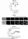 Fig. 13 - COMPOSITIONS AND METHODS FOR THE MODULATION OF PIEZO1 AND TRPV4