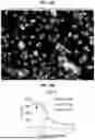 Fig. 43 - COMPOSITIONS AND METHODS FOR THE MODULATION OF PIEZO1 AND TRPV4