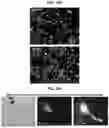 Fig. 52 - COMPOSITIONS AND METHODS FOR THE MODULATION OF PIEZO1 AND TRPV4