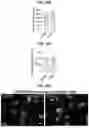 Fig. 68 - COMPOSITIONS AND METHODS FOR THE MODULATION OF PIEZO1 AND TRPV4