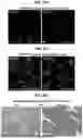 Fig. 71 - COMPOSITIONS AND METHODS FOR THE MODULATION OF PIEZO1 AND TRPV4