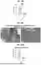 Fig. 72 - COMPOSITIONS AND METHODS FOR THE MODULATION OF PIEZO1 AND TRPV4