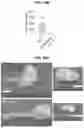 Fig. 80 - COMPOSITIONS AND METHODS FOR THE MODULATION OF PIEZO1 AND TRPV4