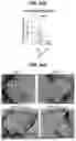 Fig. 82 - COMPOSITIONS AND METHODS FOR THE MODULATION OF PIEZO1 AND TRPV4