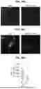 Fig. 83 - COMPOSITIONS AND METHODS FOR THE MODULATION OF PIEZO1 AND TRPV4