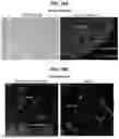 Fig. 86 - COMPOSITIONS AND METHODS FOR THE MODULATION OF PIEZO1 AND TRPV4