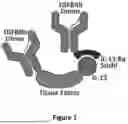 Fig. 02 - METHODS OF TREATING BRONCHOPULMONARY DYSPLASIA
