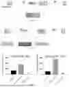 Fig. 02 - RECOMBINANT HSV-1 VECTOR FOR ENCODING IMMUNOSTIMULATORY FACTOR AND ANTI-IMMUNE CHECKPOINT ANTIBODY