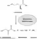 Fig. 01 - METHODS AND COMPOSITIONS FOR METHIONINE RESTRICTION