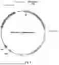 Fig. 03 - METHODS AND COMPOSITIONS FOR METHIONINE RESTRICTION