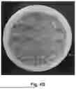 Fig. 05 - METHODS AND COMPOSITIONS FOR METHIONINE RESTRICTION