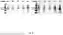 Fig. 06 - METHODS AND COMPOSITIONS FOR METHIONINE RESTRICTION