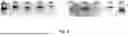 Fig. 07 - METHODS AND COMPOSITIONS FOR METHIONINE RESTRICTION
