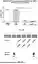 Fig. 23 - METHODS AND COMPOSITIONS FOR METHIONINE RESTRICTION