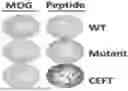 Fig. 01 - MUTANT CALR-PEPTIDE BASED VACCINE