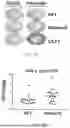 Fig. 03 - MUTANT CALR-PEPTIDE BASED VACCINE