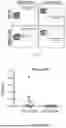 Fig. 07 - MUTANT CALR-PEPTIDE BASED VACCINE