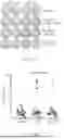Fig. 08 - MUTANT CALR-PEPTIDE BASED VACCINE